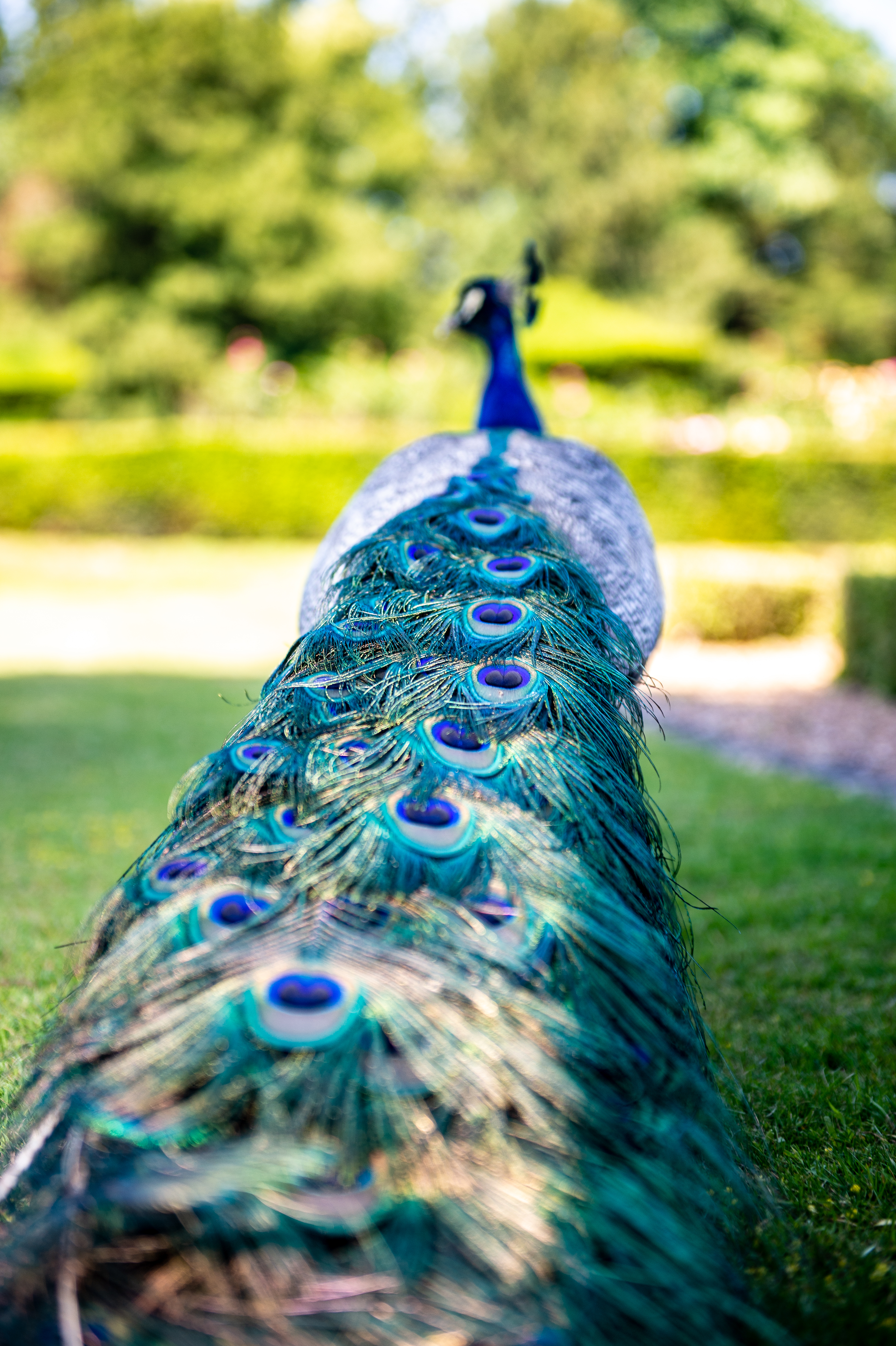 Peacock - close-up
