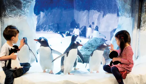 Sealife Penguins 15 Rkp Cropped