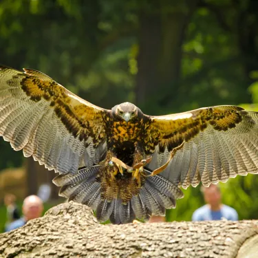 Winter Birds of Prey