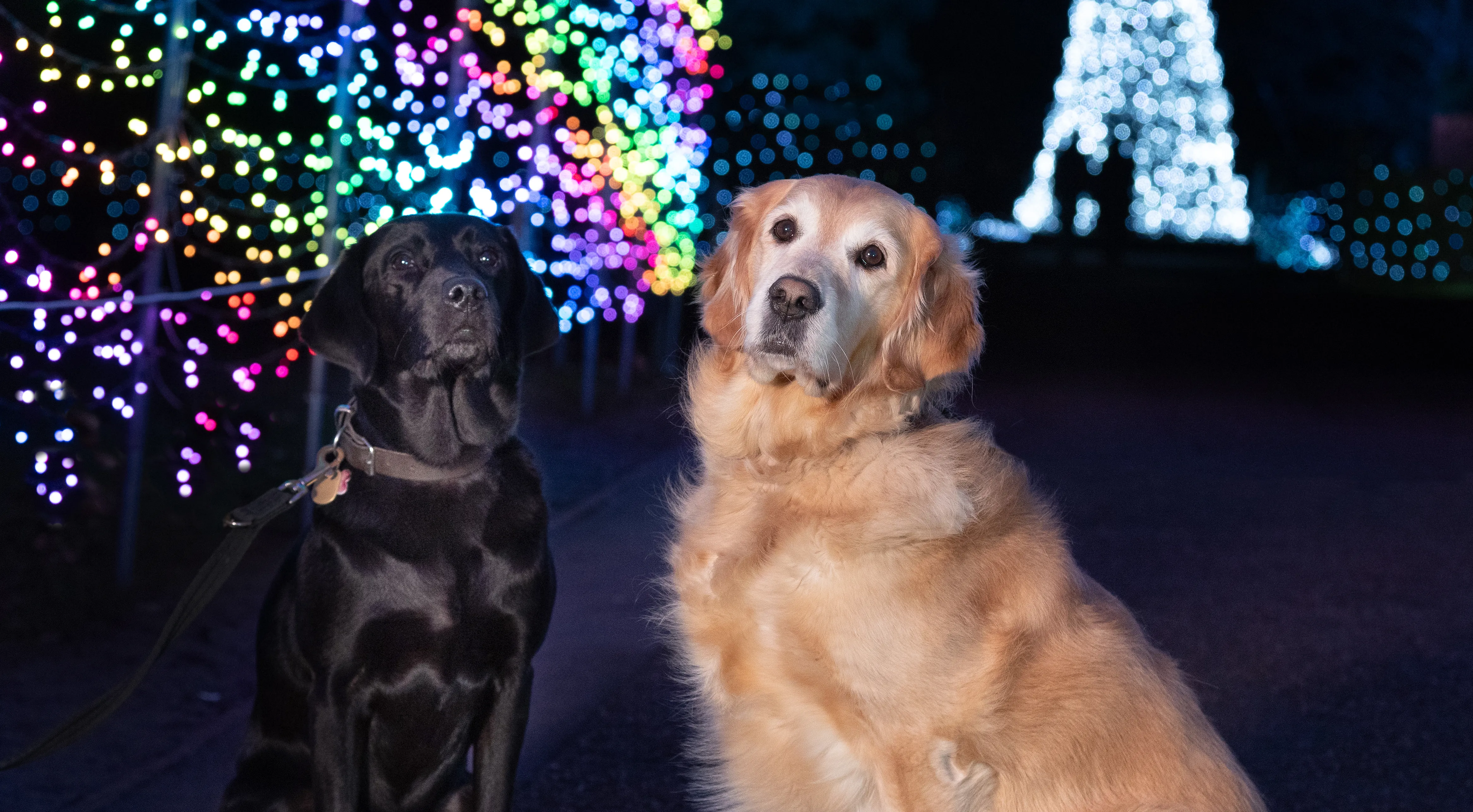 Light Tunnel CROP.1382