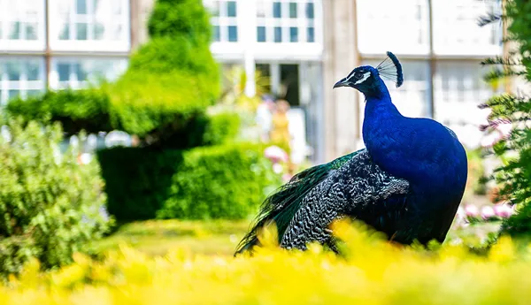 Peacock Garden